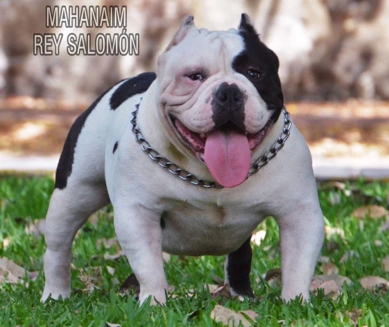 Pedigree of dog MAHANAIM REY SALOMÓN of breed Американский булли - ICA.DOG