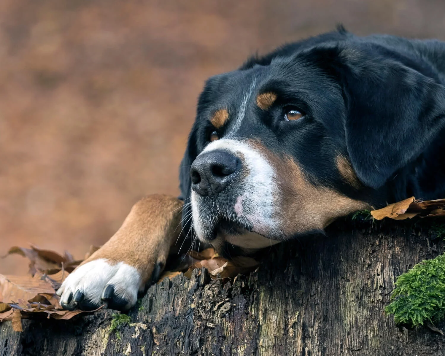 Собаки породы Большой швейцарский зенненхунд - ICA.DOG