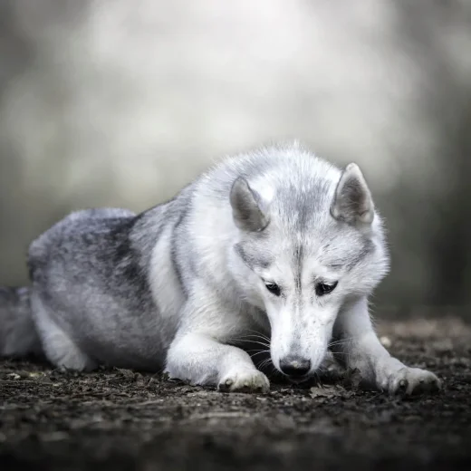 Волкособ (собака волк)