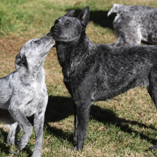 Австралийская короткохвостая пастушья собака