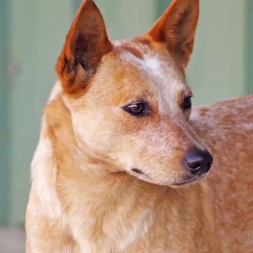 Австралийская короткохвостая пастушья собака